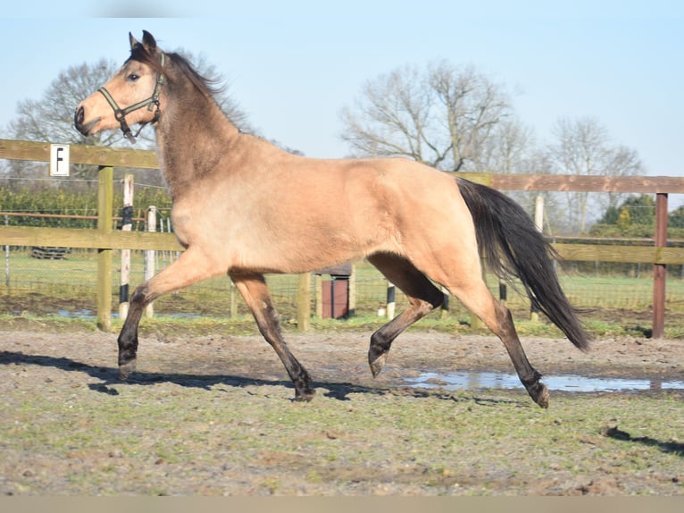 Altre razze Giumenta 16 Anni 145 cm Falbo in Achtmaal