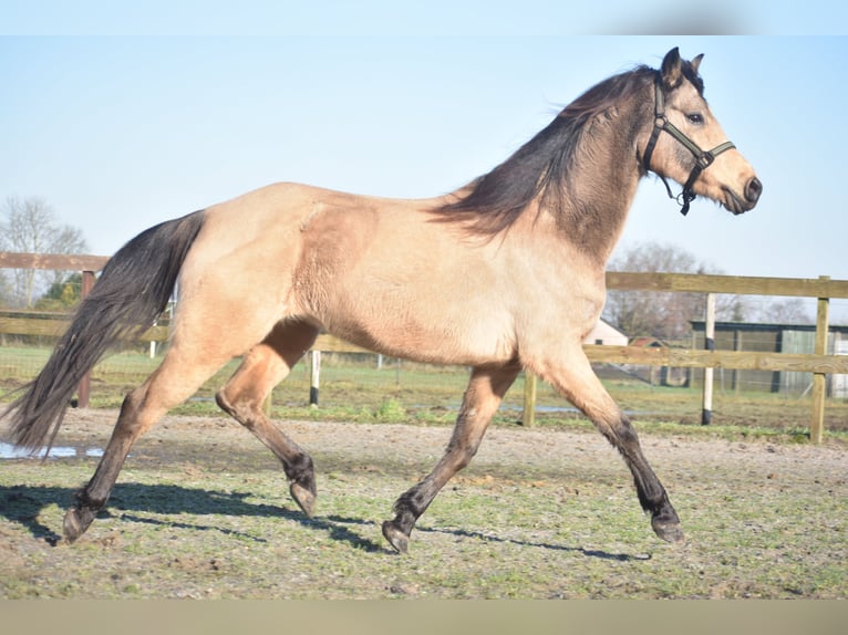 Altre razze Giumenta 16 Anni 145 cm Falbo in Achtmaal