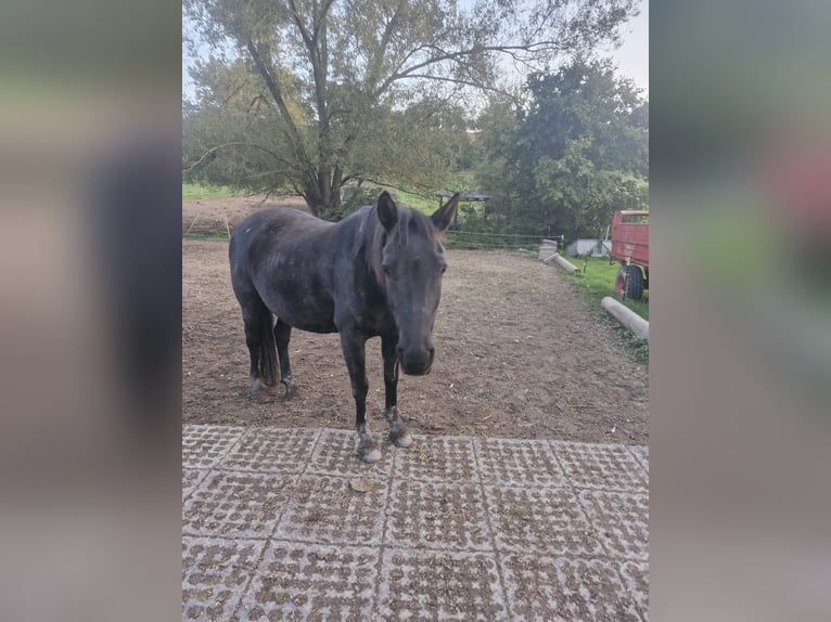 Altre razze Mix Giumenta 16 Anni 145 cm Morello in Weilrod