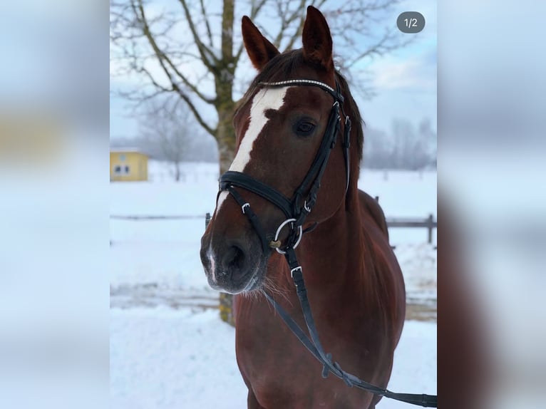 Altre razze Giumenta 16 Anni 152 cm Sauro scuro in Biberach an der Riß