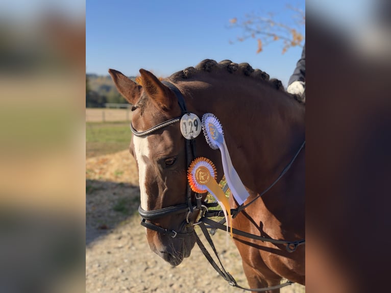 Altre razze Giumenta 16 Anni 152 cm Sauro scuro in Biberach an der Riß