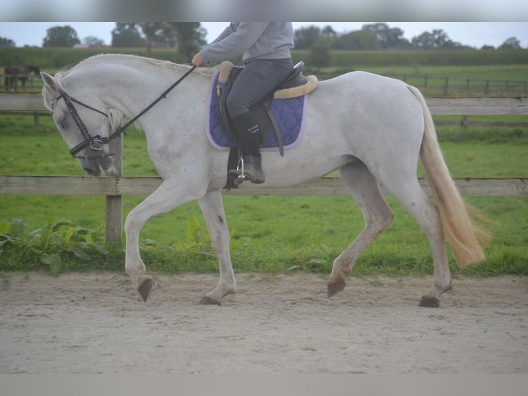 Altre razze Giumenta 16 Anni 154 cm Grigio in Breda