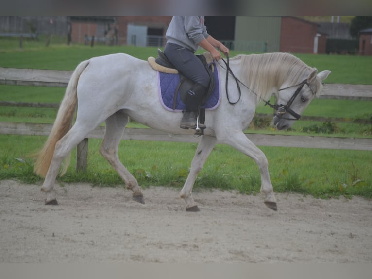 Altre razze Giumenta 16 Anni 154 cm Grigio in Breda