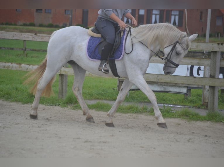 Altre razze Giumenta 16 Anni 154 cm Grigio in Breda