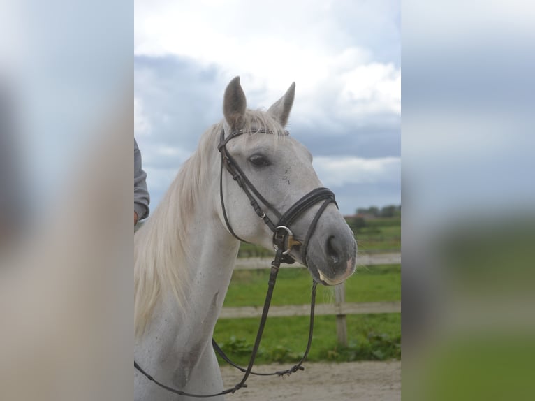 Altre razze Giumenta 16 Anni 154 cm Grigio in Breda