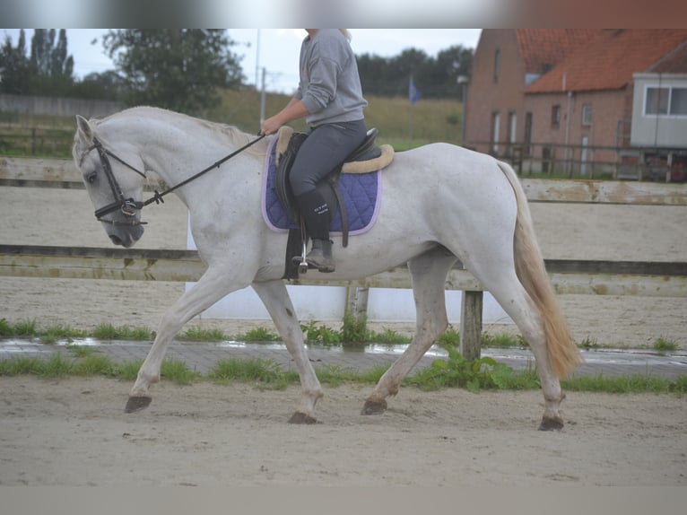 Altre razze Giumenta 16 Anni 154 cm Grigio in wuustwezel