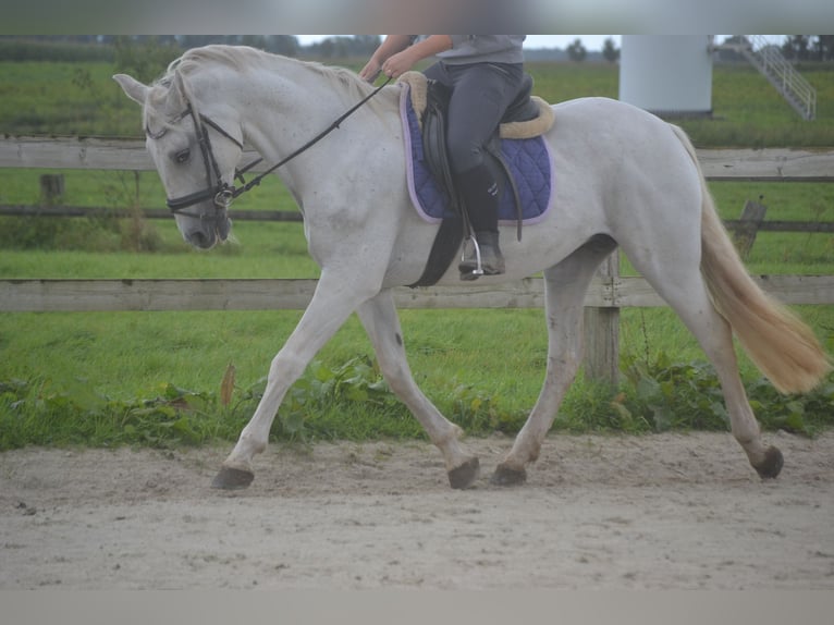 Altre razze Giumenta 16 Anni 154 cm Grigio in wuustwezel