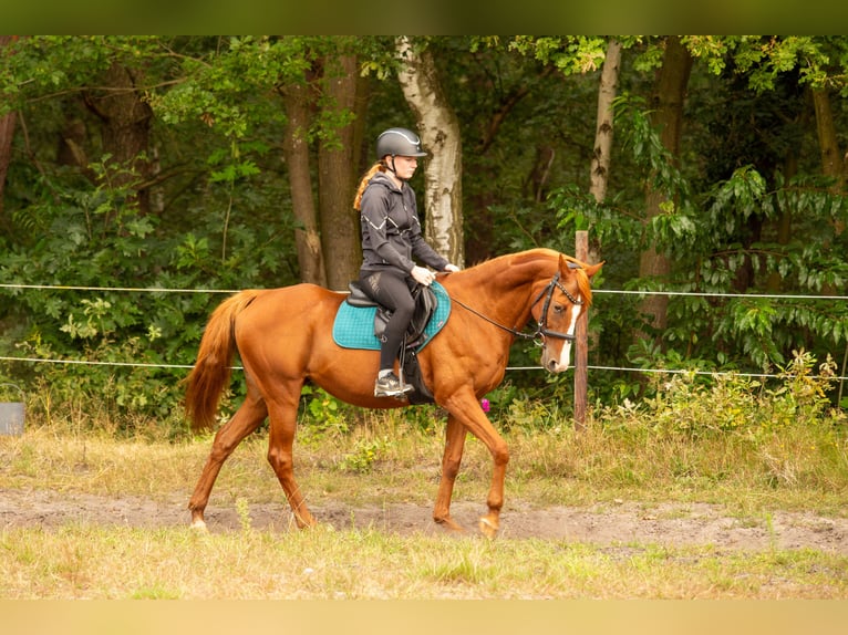 Altre razze Mix Giumenta 16 Anni 155 cm Sauro in Bilzen