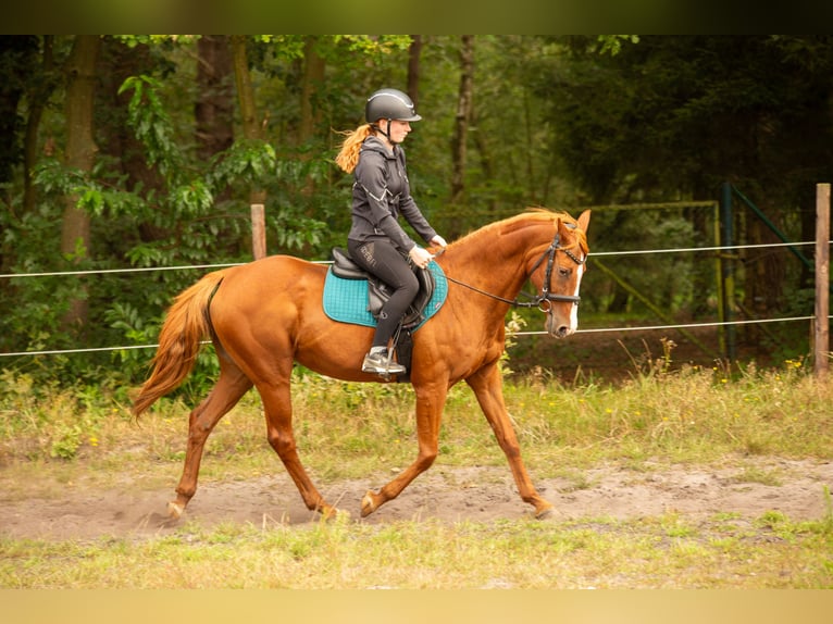 Altre razze Mix Giumenta 16 Anni 155 cm Sauro in Bilzen