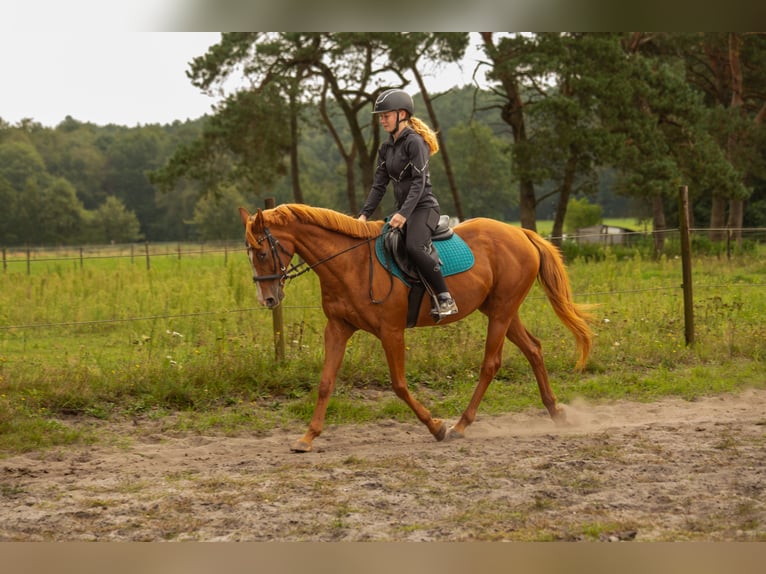 Altre razze Mix Giumenta 16 Anni 155 cm Sauro in Bilzen