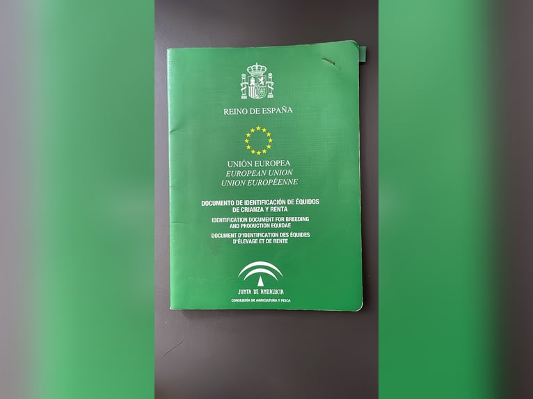 Altre razze Giumenta 16 Anni 155 cm Sauro in Iggingen