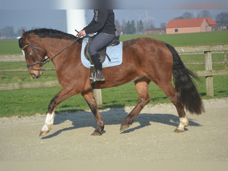 Altre razze Giumenta 16 Anni 157 cm Leopard in Breda