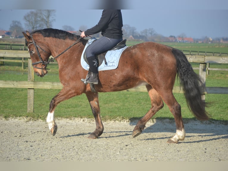 Altre razze Giumenta 16 Anni 157 cm Leopard in Breda