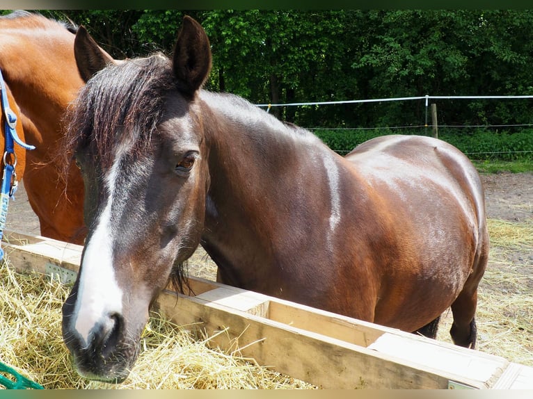 Altre razze Mix Giumenta 17 Anni 127 cm Baio nero in Speichersdorf