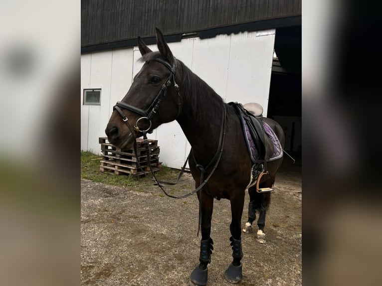 Altre razze Mix Giumenta 17 Anni 150 cm Baio in Bad Berleburg