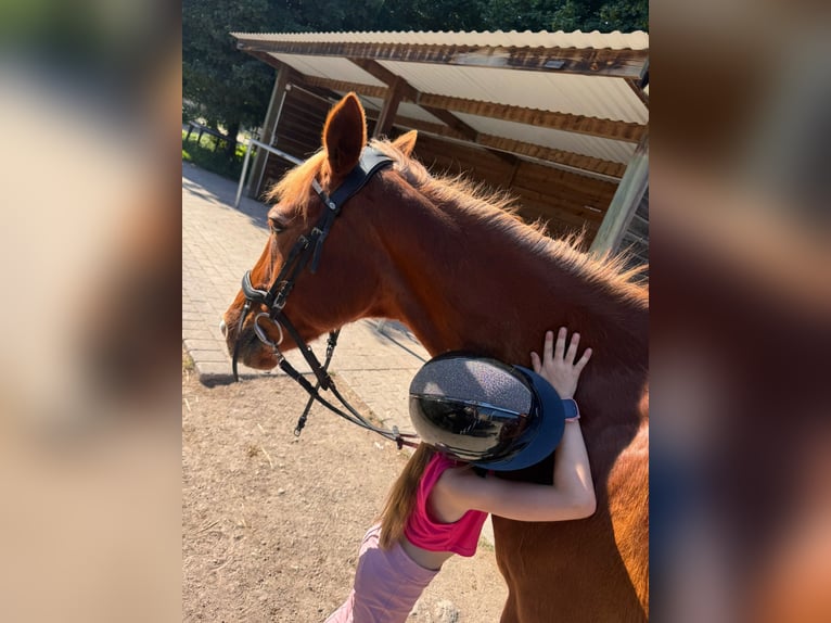 Altre razze Giumenta 17 Anni 151 cm Sauro in Viernheim