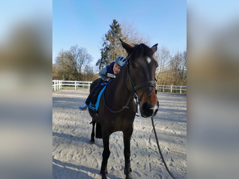 Altre razze Mix Giumenta 17 Anni 155 cm Baio nero in Philippsthal (Werra)