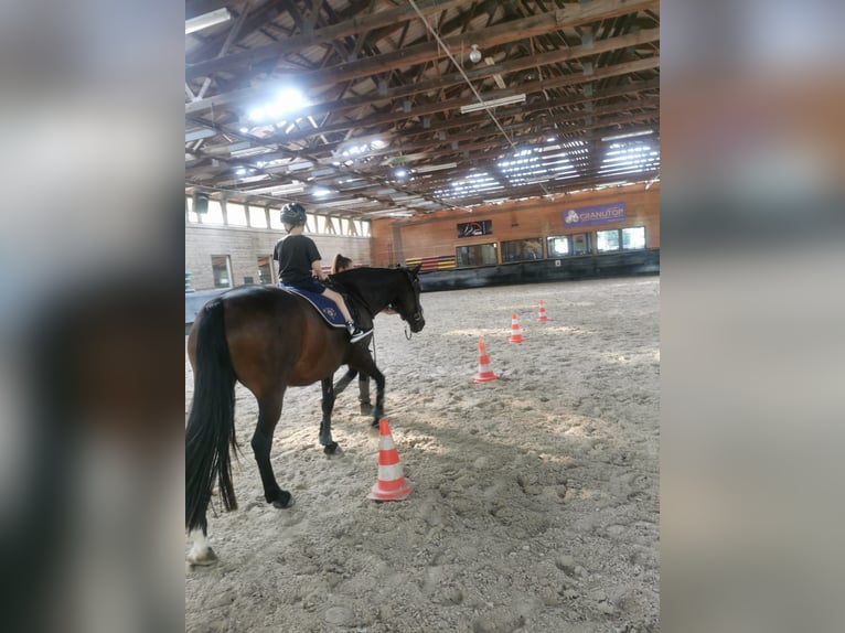 Altre razze Mix Giumenta 17 Anni 155 cm Baio nero in Philippsthal (Werra)