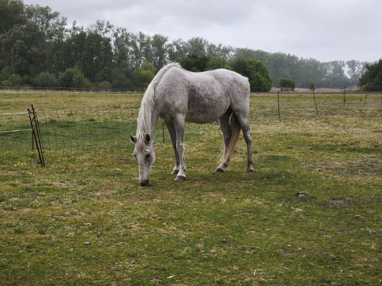 Altre razze Giumenta 17 Anni 155 cm Grigio trotinato in Liebenwalde