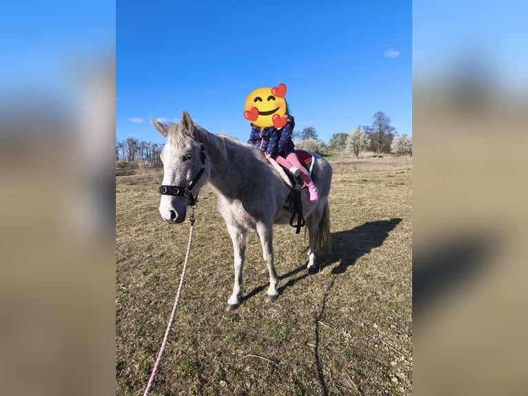 Altre razze Giumenta 17 Anni 155 cm Grigio trotinato in Liebenwalde