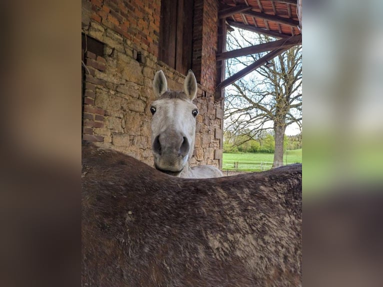 Altre razze Giumenta 17 Anni 160 cm in Brakel