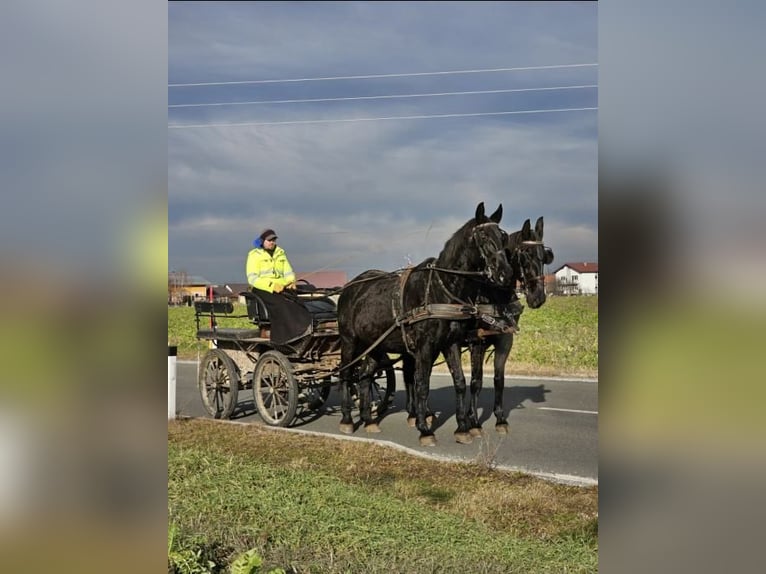 Altre razze Giumenta 17 Anni 170 cm Morello in Ptuj