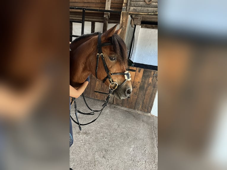 Altre razze Giumenta 18 Anni 131 cm Baio in Schlesen