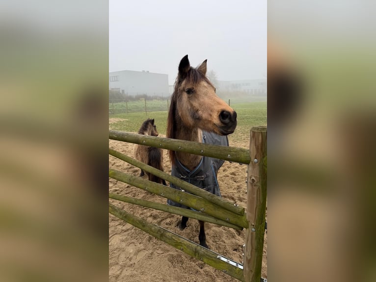 Altre razze Giumenta 18 Anni 150 cm Pelle di daino in Zwaag