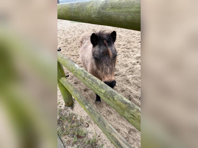 Altre razze Giumenta 18 Anni 150 cm Pelle di daino in Zwaag