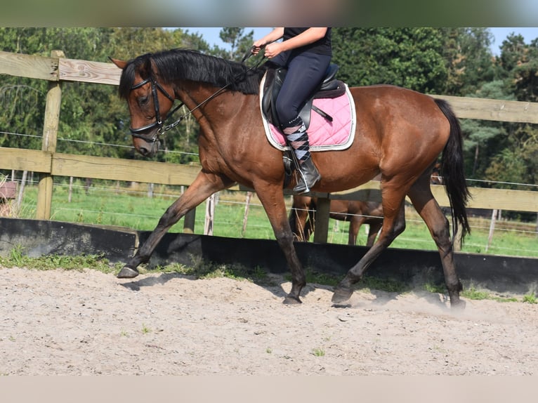 Altre razze Giumenta 18 Anni 159 cm Baio in Achtmaal