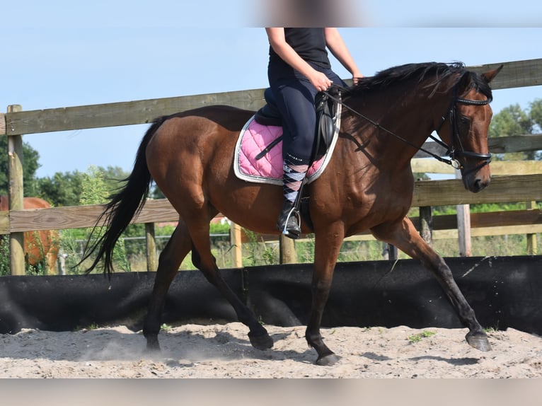 Altre razze Giumenta 18 Anni 159 cm Baio in Achtmaal