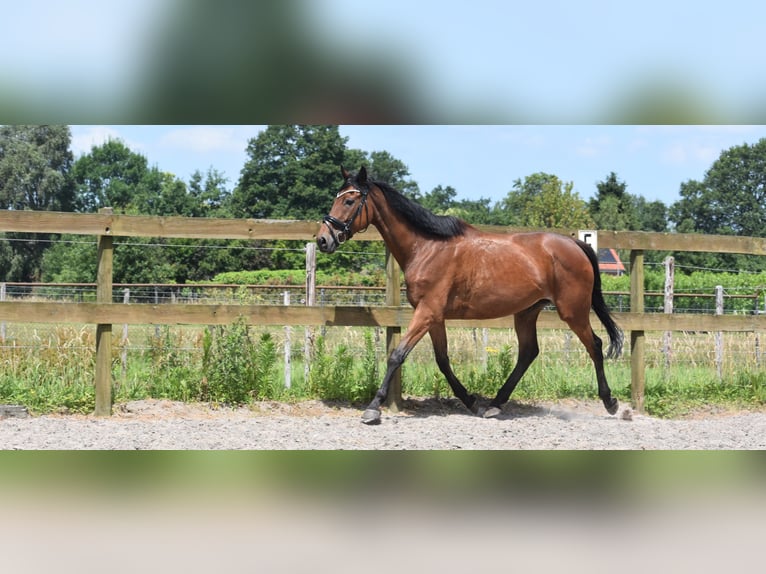 Altre razze Giumenta 18 Anni 159 cm Baio ciliegia in Achtmaal