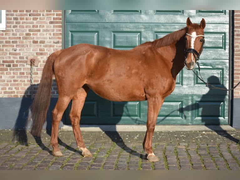 Altre razze Giumenta 18 Anni 160 cm Sauro in Achtmaal