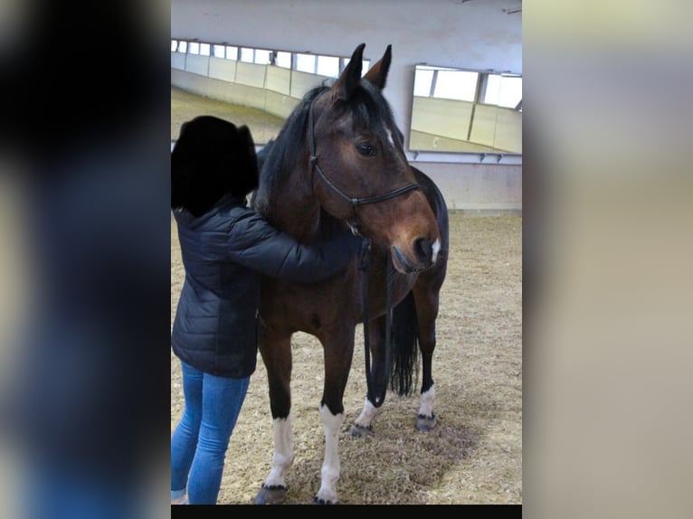 Altre razze Giumenta 19 Anni 153 cm Pezzato in Lauf an der Pegnitz