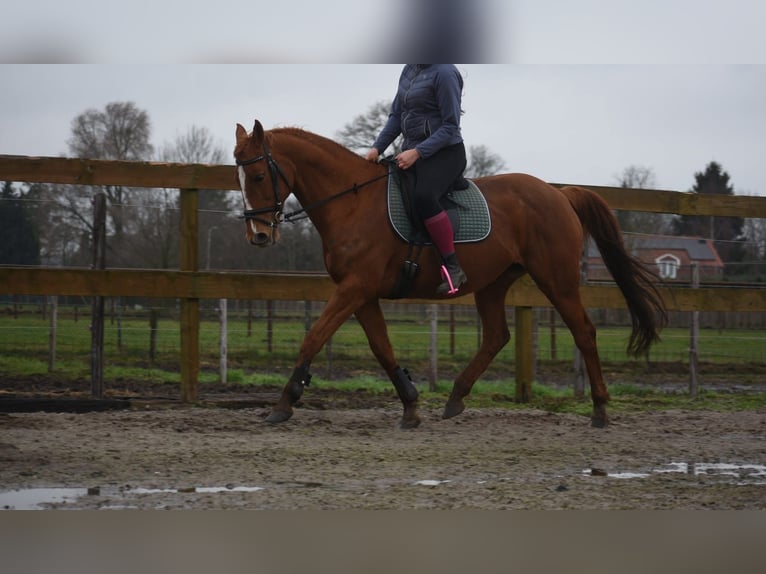 Altre razze Giumenta 19 Anni 160 cm Sauro in Achtmaal