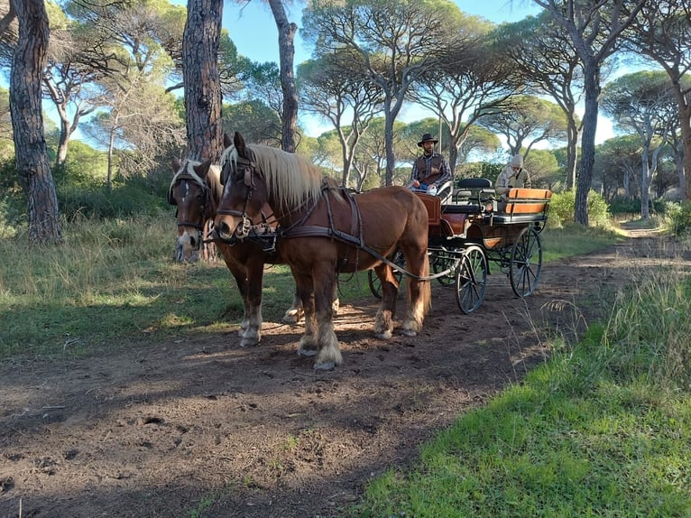 Altre razze Giumenta 19 Anni 168 cm Sauro in Jenesien