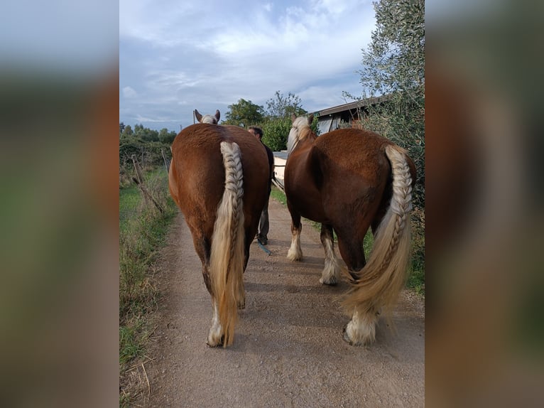 Altre razze Giumenta 19 Anni 168 cm Sauro in Jenesien