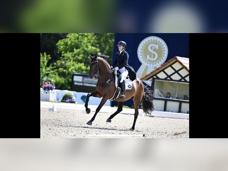 Altre razze Mix Giumenta 19 Anni 170 cm Baio ciliegia in Delbruck