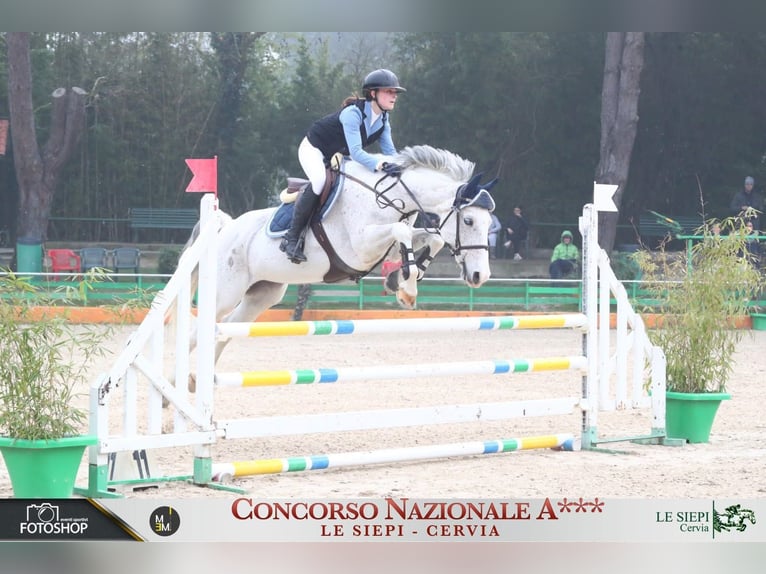 Altre razze Giumenta 19 Anni Grigio in Modena