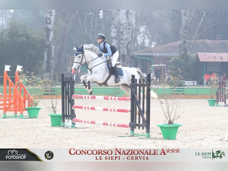 Altre razze Giumenta 19 Anni Grigio in Modena