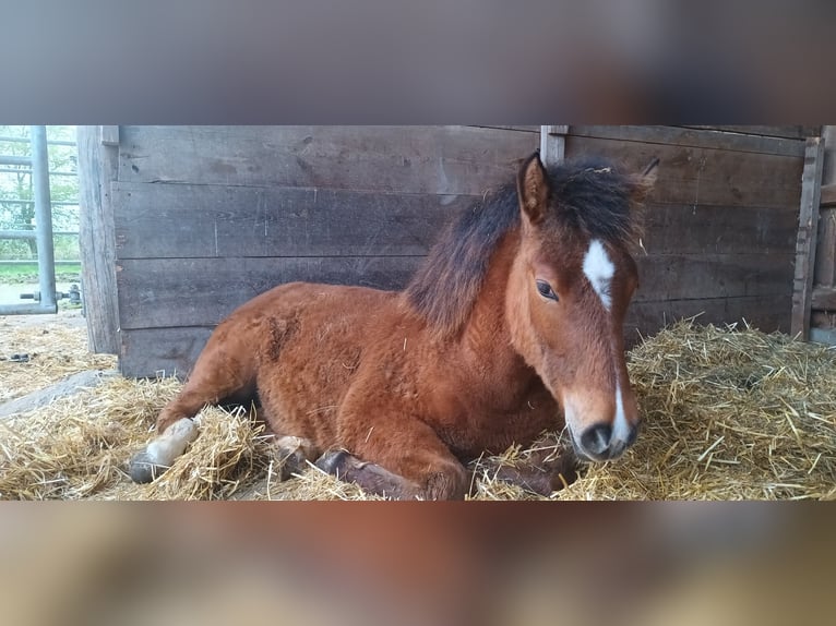 Altre razze Giumenta 1 Anno 145 cm Baio in Oberschwarzach
