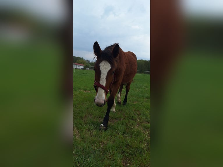 Altre razze Giumenta 1 Anno 160 cm Baio in Torzym