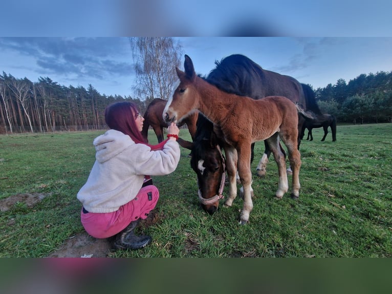 Altre razze Giumenta 1 Anno 160 cm Baio in Torzym