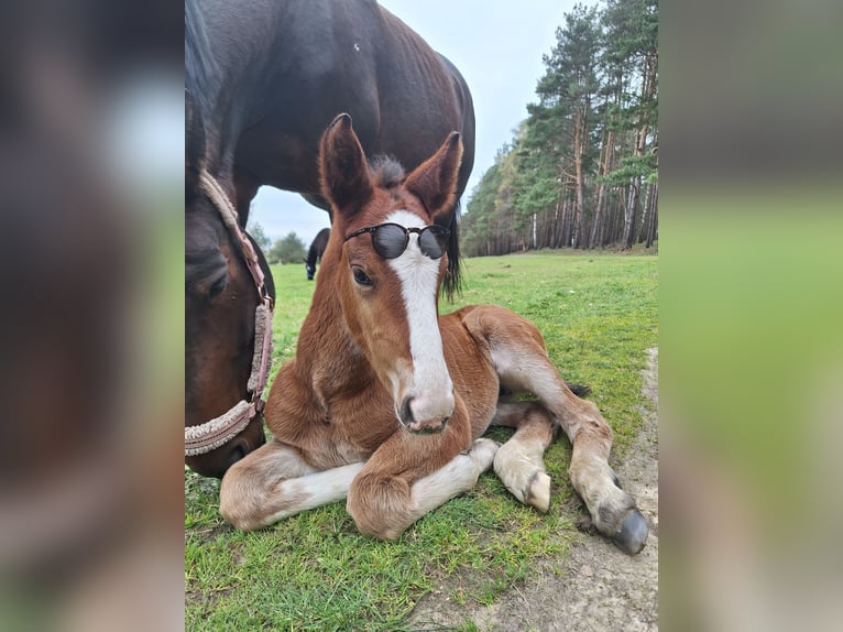 Altre razze Giumenta 1 Anno 160 cm Baio in Torzym