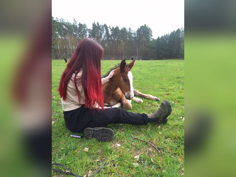 Altre razze Giumenta 1 Anno 160 cm Baio in Torzym