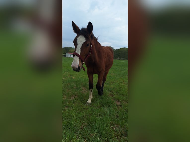 Altre razze Giumenta 1 Anno 160 cm Baio in Torzym