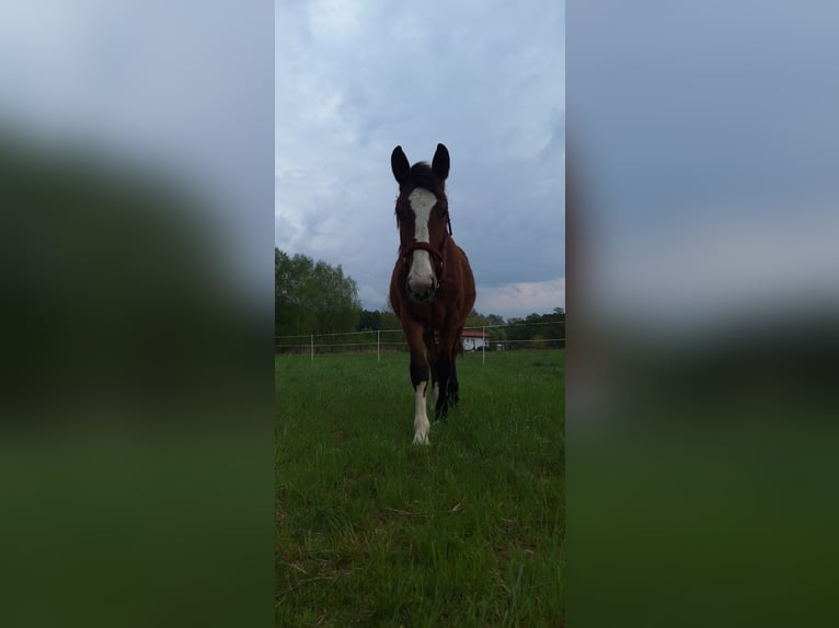 Altre razze Giumenta 1 Anno 160 cm Baio in Torzym