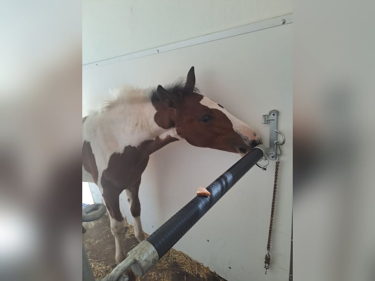 Altre razze Giumenta 1 Anno 160 cm Pezzato in Puchberg am Schneeberg