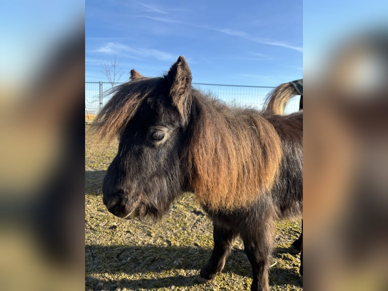 Altre razze Giumenta 1 Anno 85 cm Grigio in Haag am Hausruck