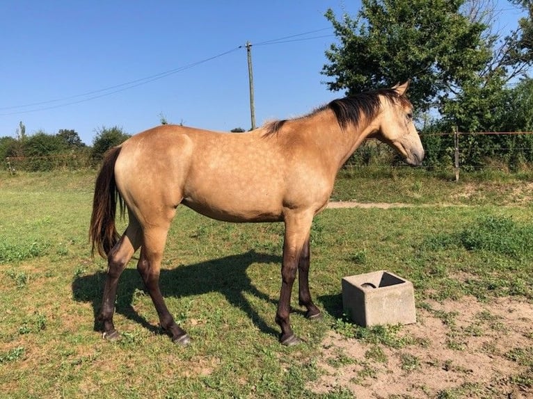 Altre razze Giumenta 1 Anno Falbo in BUSSY-ALBIEUX